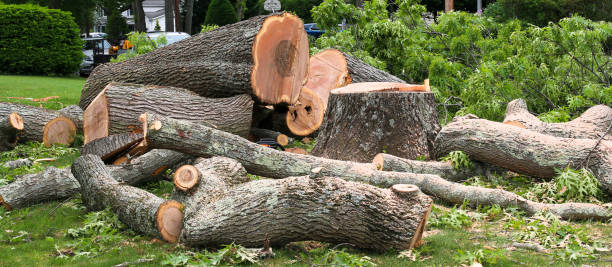 Best Tree and Shrub Care  in Milan, MO