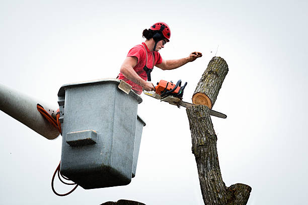 How Our Tree Care Process Works  in  Milan, MO