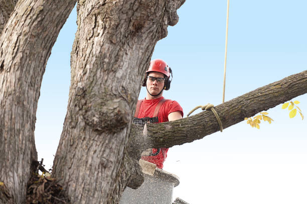 Best Tree Removal Service  in Milan, MO